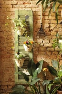 Hanging Plants