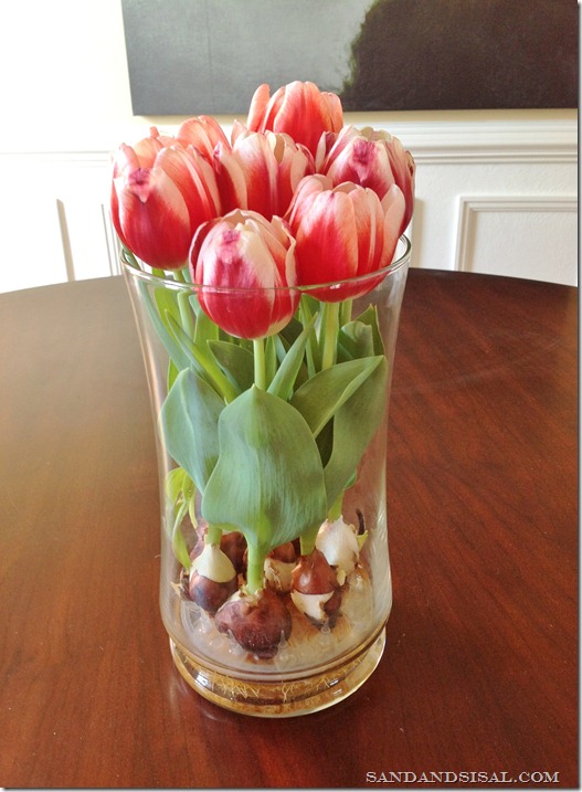 Forcing Tulips in Water[4]
